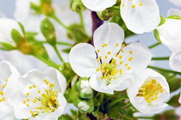 Fototapete Macro Blühender Zweig mit zarten Blüten  © BRIAN_KINNEY