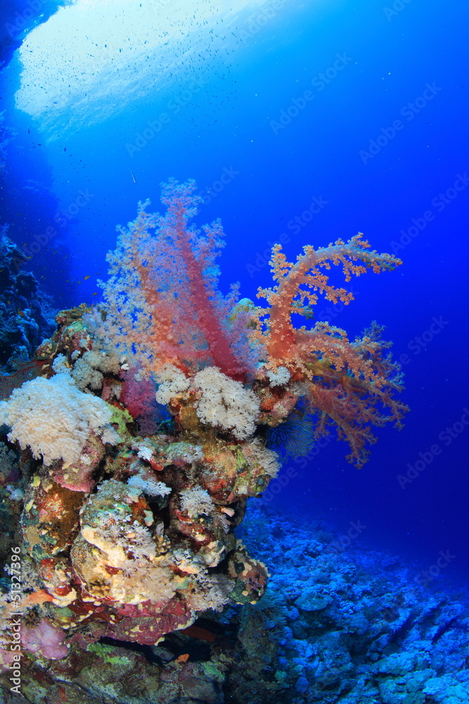 Fototapeta premium ELPHINSTONE REEF