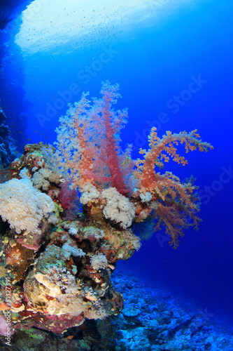 ELPHINSTONE REEF © underwaterstas