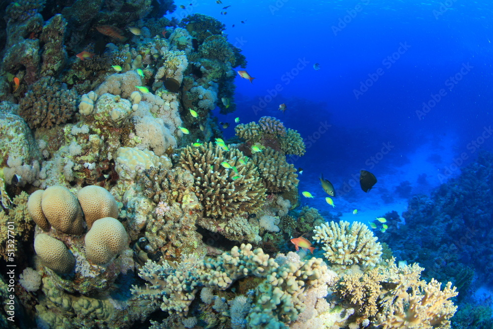 Marine Life in the Red Sea