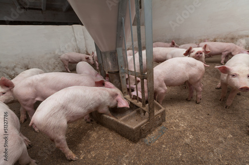 Pig farm