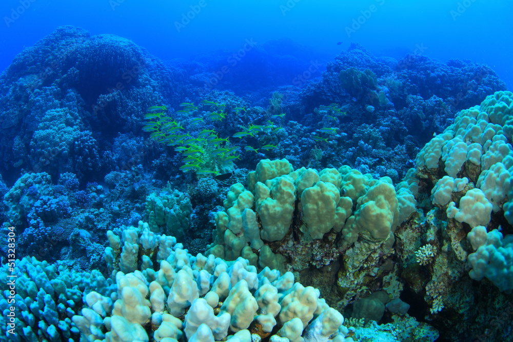 Fototapeta premium Marine Life in the Red Sea