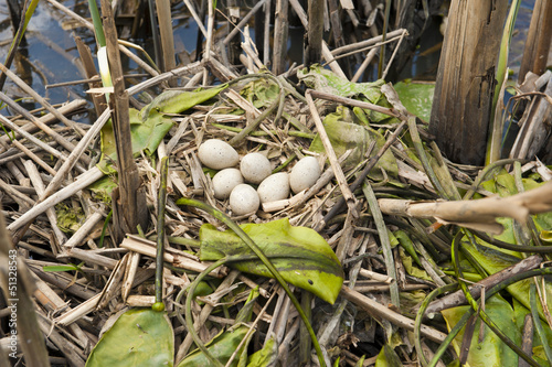 Birds nest with six eggs in its natural habitat photo