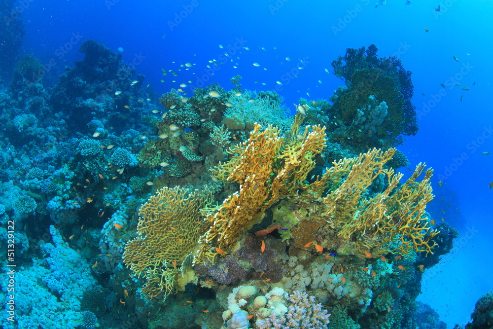 Fototapeta premium Marine Life in the Red Sea