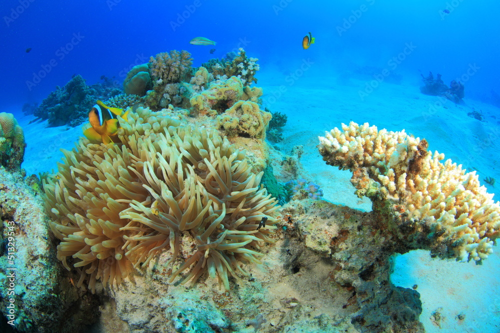 Marine Life in the Red Sea Marine Life in the Red Sea