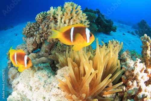 Marine Life in the Red Sea