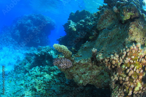 Marine Life in the Red Sea © underwaterstas