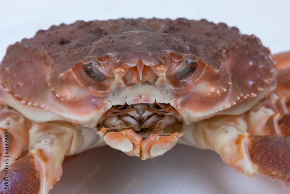 生のズワイガニ