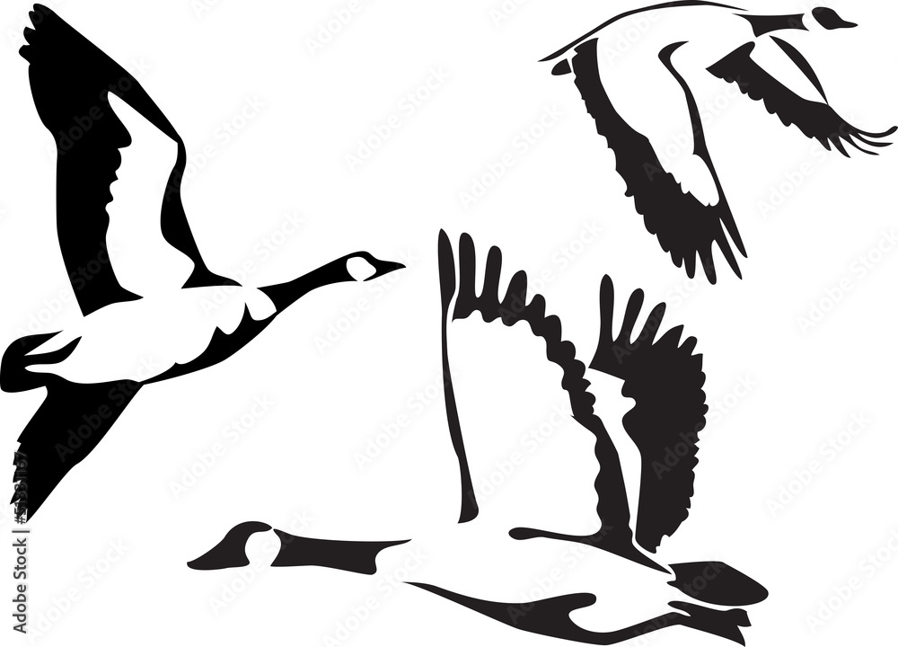 flying canadian goose