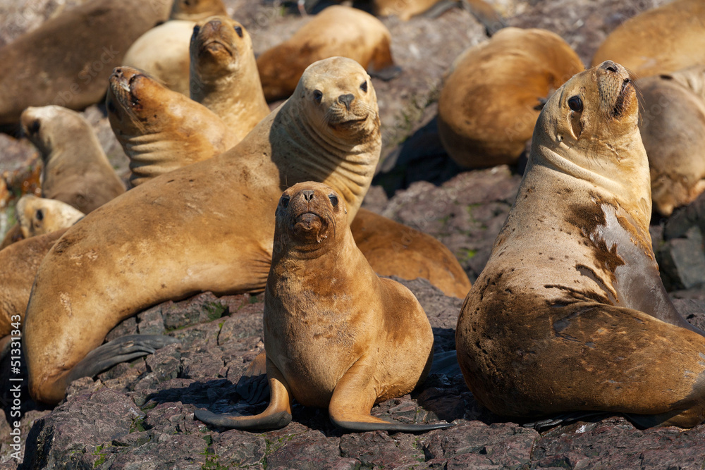 Fototapeta premium Sea lions, Puerto Deseado, Patagonia, Argentina
