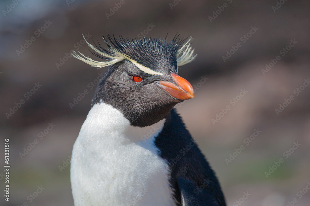Naklejka premium Rockhopper penguin, Puerto Deseado, Patagonia, Argentina