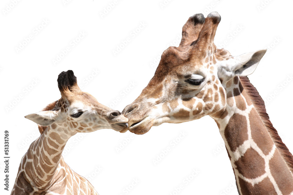 Naklejka premium Tierleben