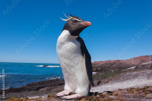 Rockhopper penguin, Puerto Deseado, Patagonia, Argentina photo