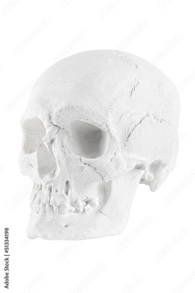 human skull on white background human skull on white background