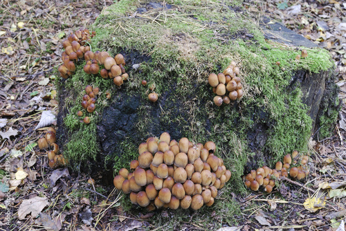 Coprinus disseminatus fungi on old tree stump photo