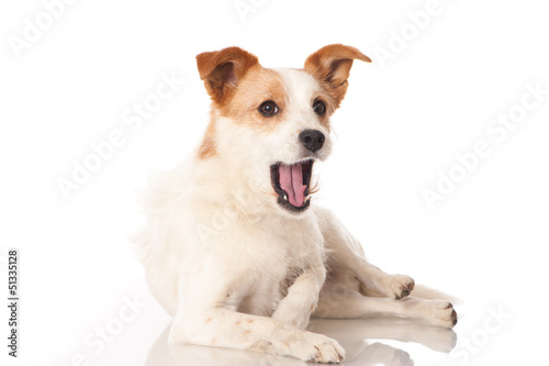 Hund gähnt - Dog yawns