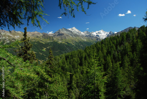Forêt de pins, Val d'Anniviers, Suisse