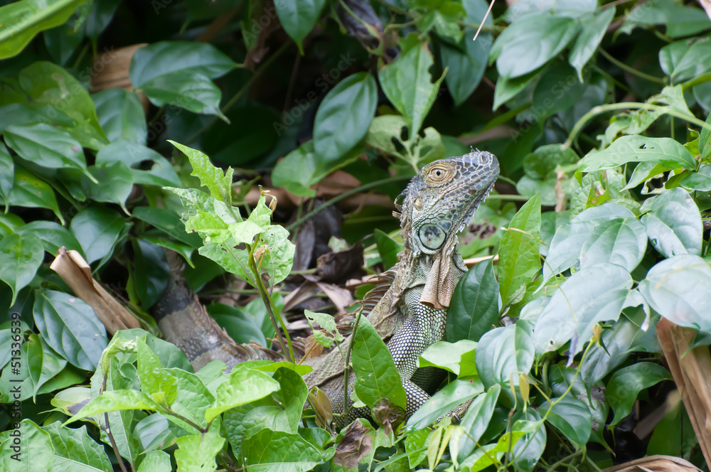Fototapeta premium Leguan