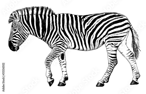 Black and white vector drawing of a Zebra walking