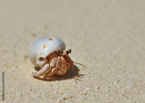Fototapet Hermit Crab on a beach