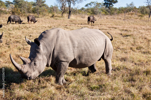 Rhino walking on grass plain