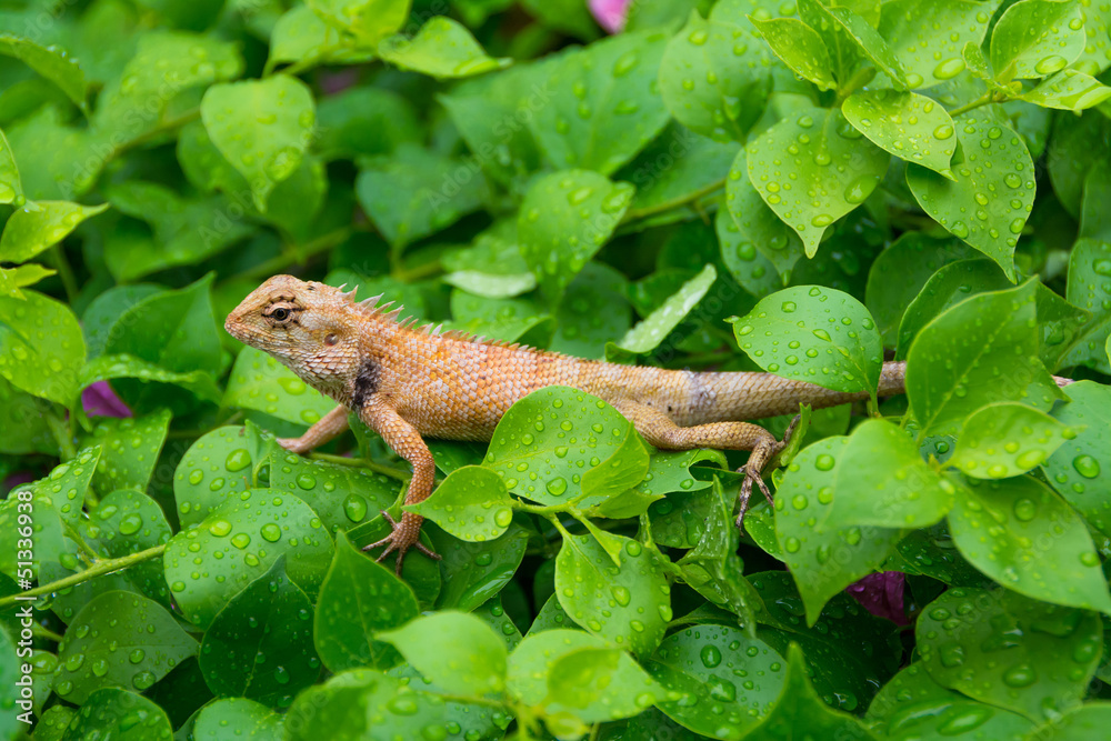 Fototapeta premium Moustached Crested Lizard in the wild of rainy season.