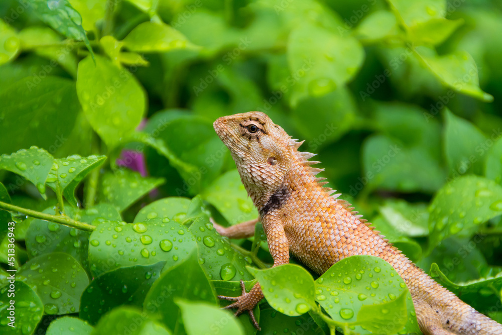 Moustached Crested Lizard in the wild of rainy season. Moustached Crested Lizard in the wild of rainy season.
