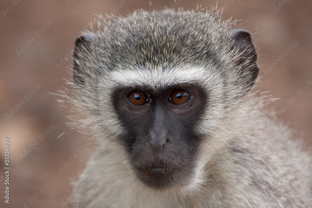 Naklejka premium Vervet monkey face closeup