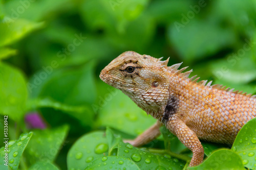 Moustached Crested Lizard in the wild of rainy season. © 9'63 Creation