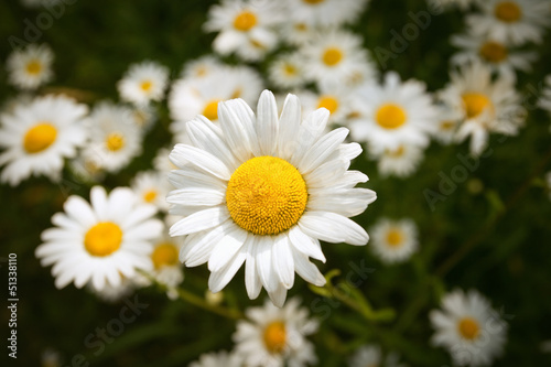 daisy flower