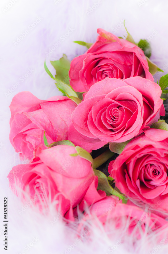 Fototapeta premium Roses - Rosen
