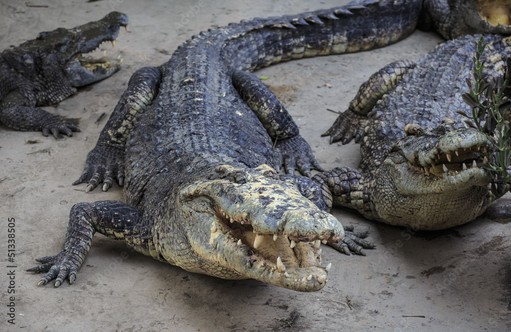 Fototapeta premium Dangerous crocodile