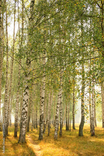 Fototapeta Naklejka Na Ścianę i Meble -  Summer birches grove in a fog