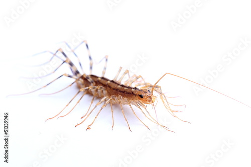 house centipede (Scutigera coleoptrata) isolated on white © Vitalii Hulai