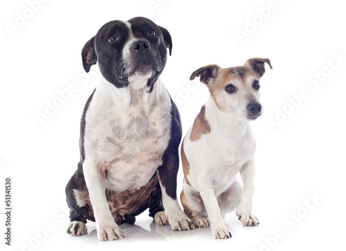 staffordshire bull terrier and jack russel terrier