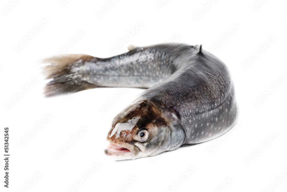 Fototapeta premium Salmon isolated on white background