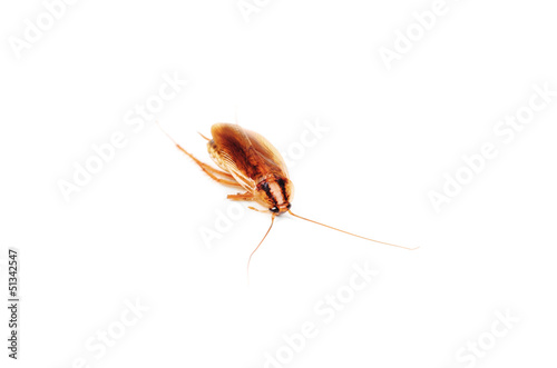 Cockroach isolated on  white background