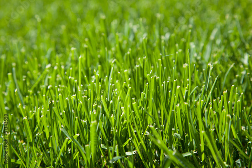 Closeup of cut grass