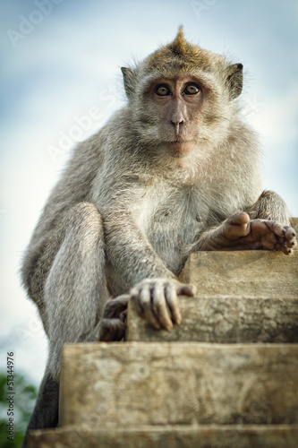 Portrait of the monkey in the Uluwatu