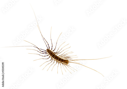 Fototapete Scutigera coleoptrata - house centipede isolatedover white backg