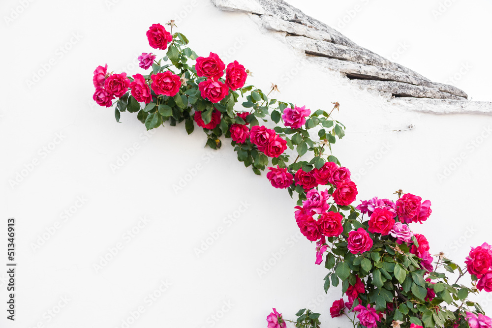 Naklejka premium Crawling roses