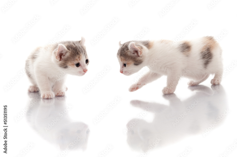 Fototapeta premium Funny Kittens