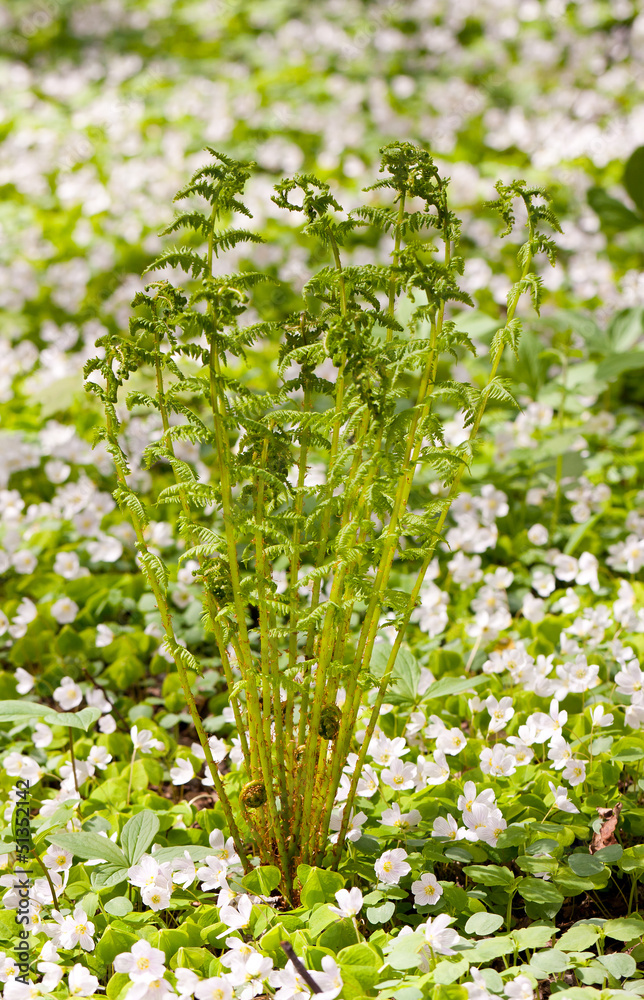 Green bracken flower Green bracken flower