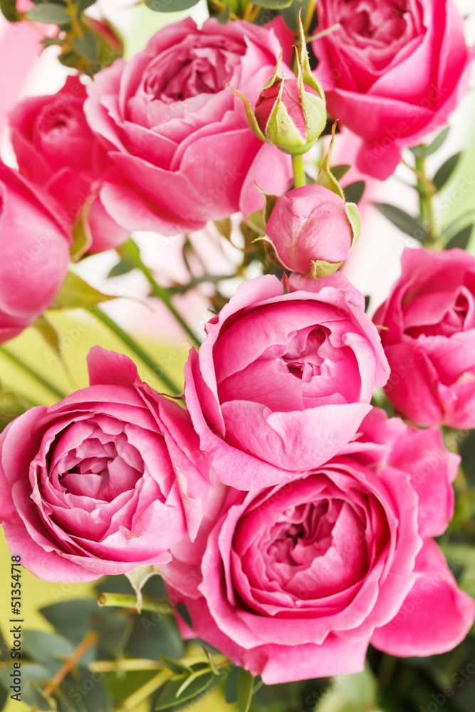 Fototapeta premium pink roses