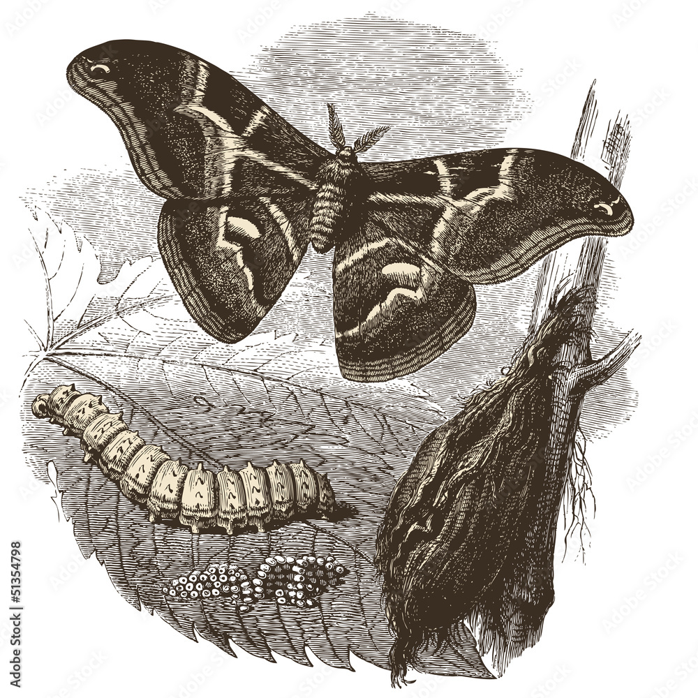 Papillon Bombyx