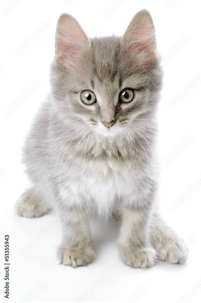 Grey kitten closeup