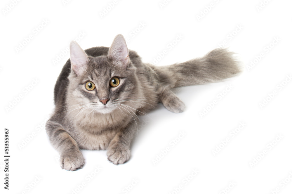 Grey kitten on white background