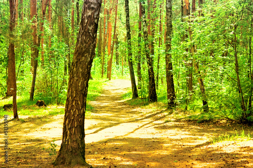 Park summer landscape