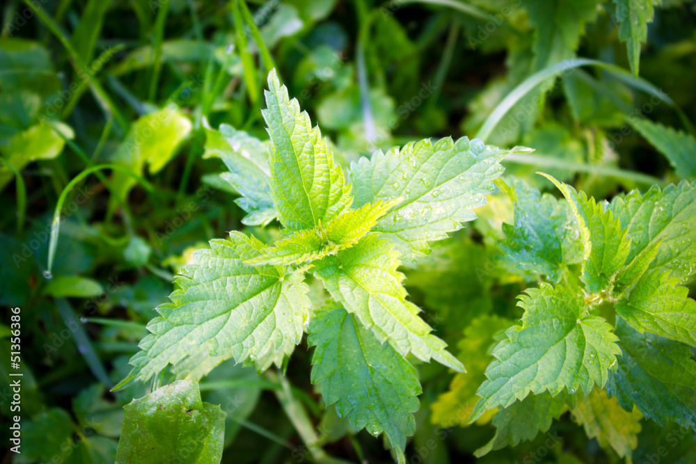 Green nettle Green nettle