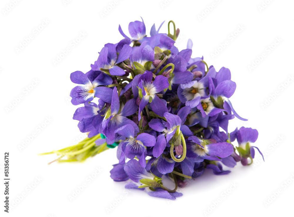 violet flower isolated